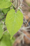 Florida milkvine